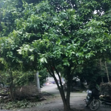 八月桂