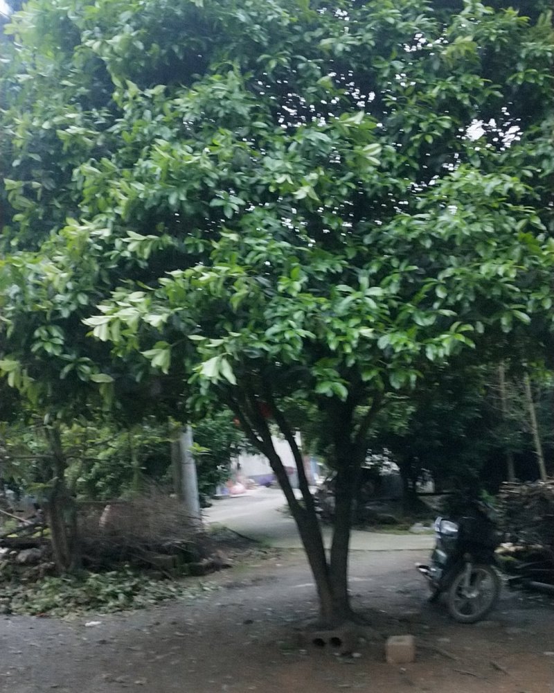 八月桂