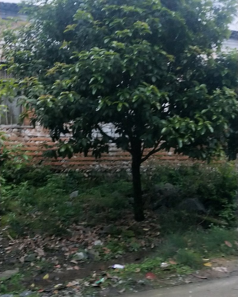 八月桂