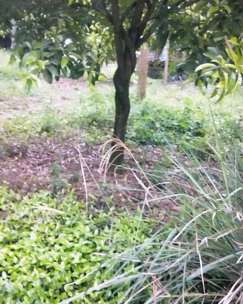 八月桂