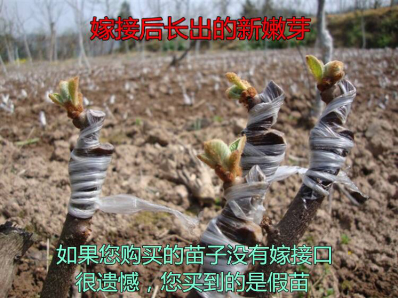 正宗红心猕猴桃苗（原产地直供）品种纯正根系发达全国包邮