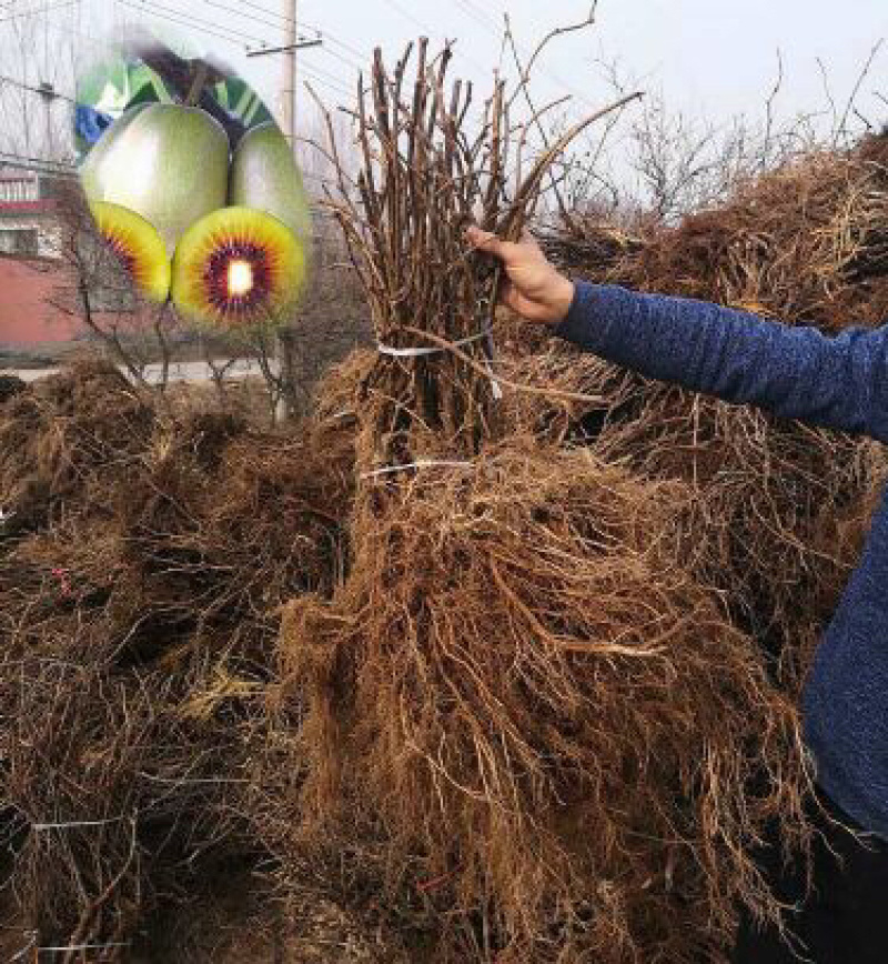 正宗红心猕猴桃苗（原产地直供）品种纯正根系发达全国包邮