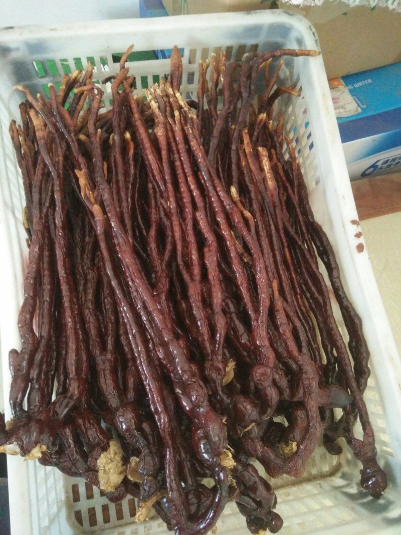 鹿角灵芝40~60公分，欢迎选购