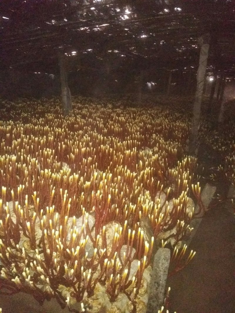 鹿角灵芝40~60公分，欢迎选购