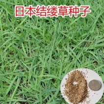 进口草坪种子日本结缕草草籽细叶结缕草种子沟叶结缕草