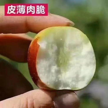 (现摘现发)个大脆甜(5斤包邮)(电商代发)山东沾化冬枣