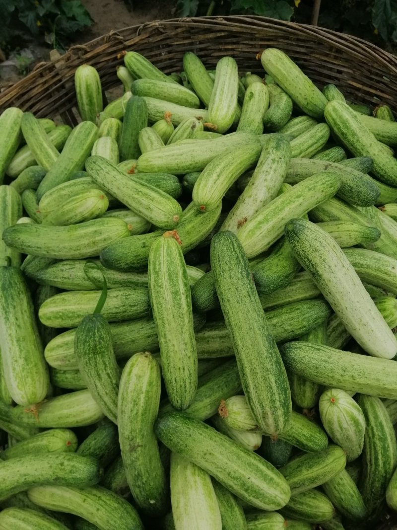黄瓜
