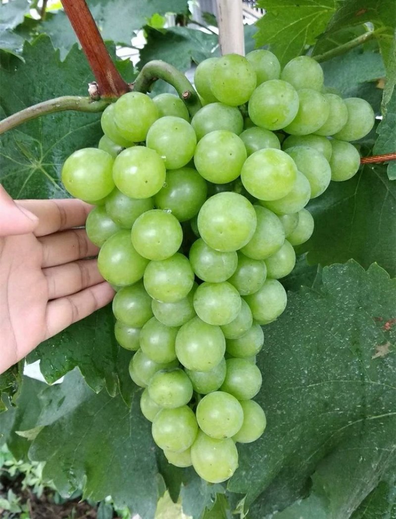 【六年苗买一送一】醉金香葡萄树苗新品种南北方种植盆栽果树