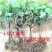 【六年苗买一送一】醉金香葡萄树苗新品种南北方种植盆栽果树