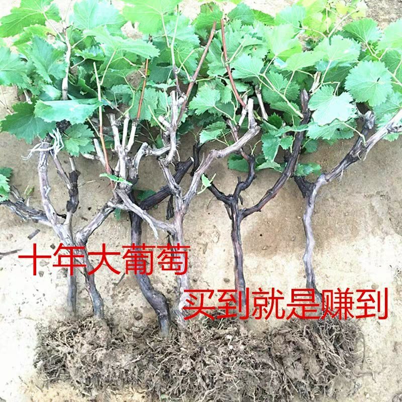 【六年苗买一送一】醉金香葡萄树苗新品种南北方种植盆栽果树