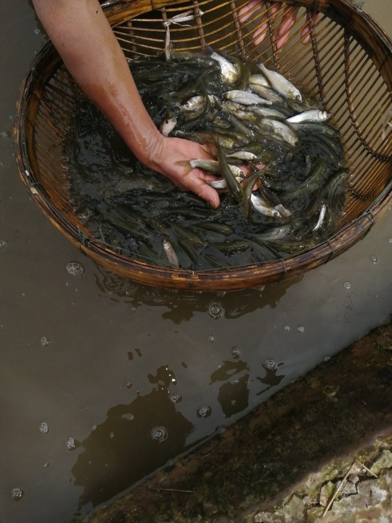 草鱼苗（品种纯，长势快，成活率高，品种齐全）