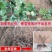 【六年苗买一送一】醉金香葡萄树苗新品种南北方种植盆栽果树