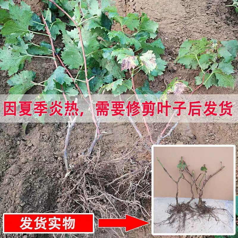 【六年苗买一送一】醉金香葡萄树苗新品种南北方种植盆栽果树