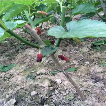 果桑苗（基地直供）当年挂果，死苗免费补发