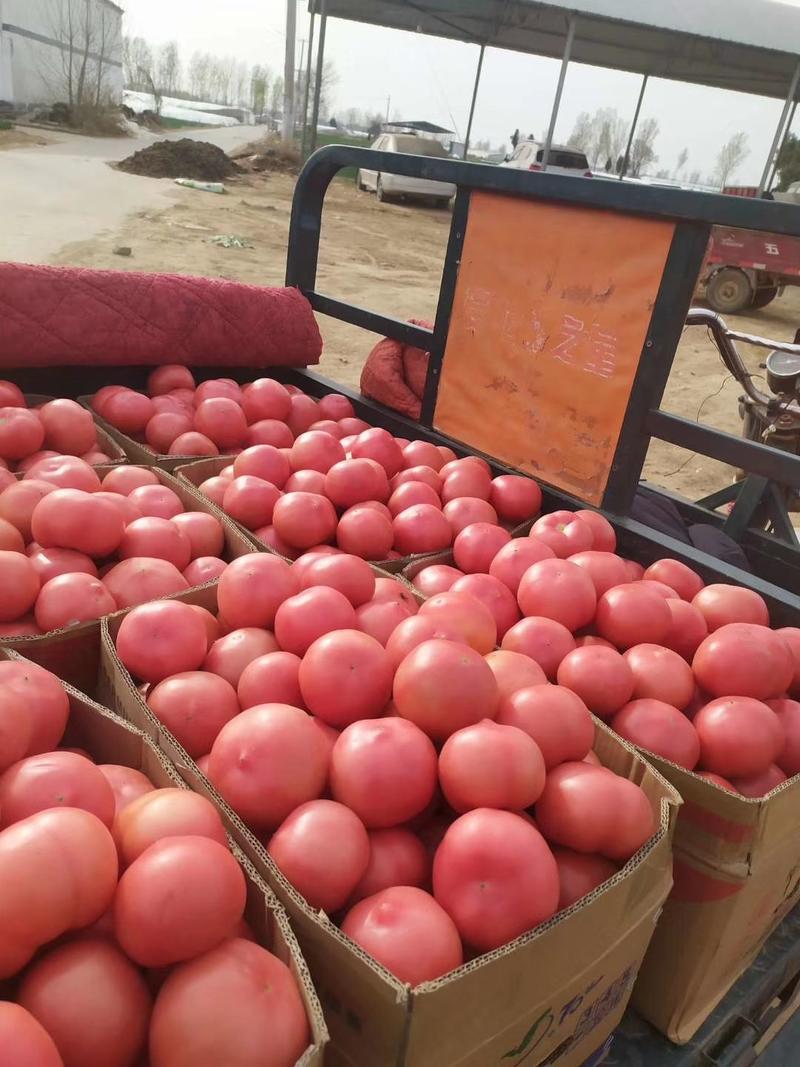 河南高兴果蔬代办中心，硬粉西红柿大棚种植，现摘现买