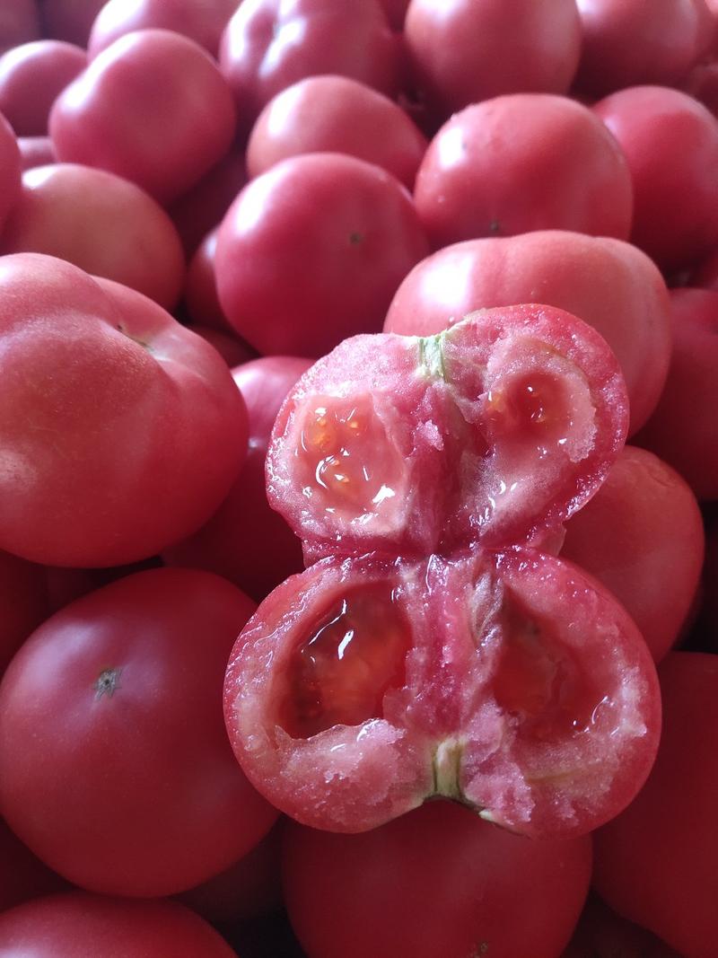 河南高兴果蔬代办中心，硬粉西红柿大棚种植，现摘现买