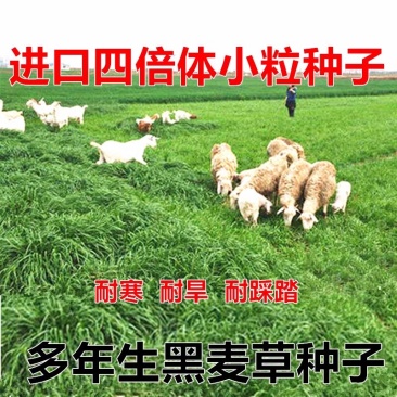 黑麦草种子多年生牧草种子高产耐旱猪牛羊鸡鸭鹅鱼草