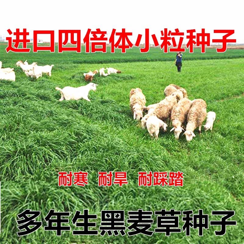 黑麦草种子多年生牧草种子高产耐旱猪牛羊鸡鸭鹅鱼草