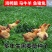黑麦草种子多年生牧草种子高产耐旱猪牛羊鸡鸭鹅鱼草