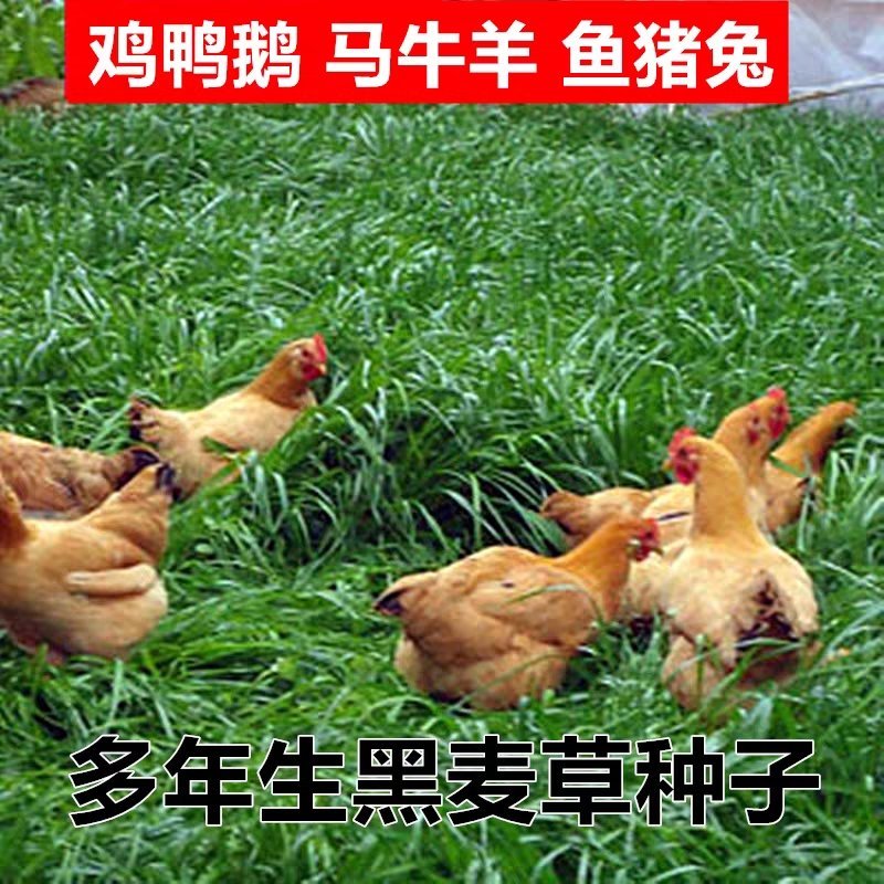 黑麦草种子多年生牧草种子高产耐旱猪牛羊鸡鸭鹅鱼草