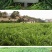 黑麦草种子多年生牧草种子高产耐旱猪牛羊鸡鸭鹅鱼草