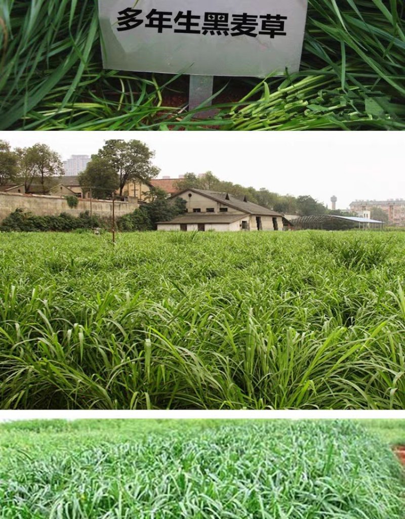 黑麦草种子多年生牧草种子高产耐旱猪牛羊鸡鸭鹅鱼草