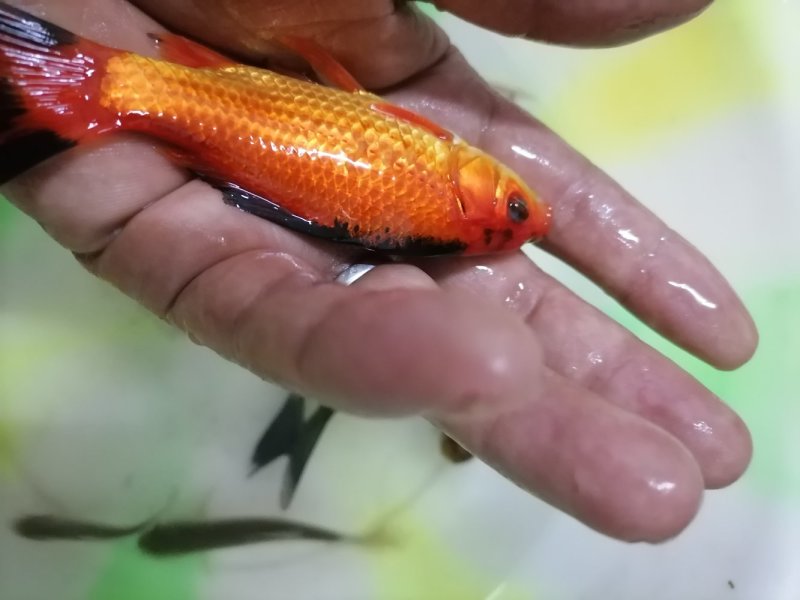 草鱼苗（各种鱼苗，品种纯，长势快，成活率高，长势快）