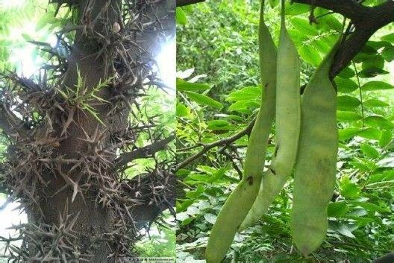 皂角苗，各种规格的都有价格优惠