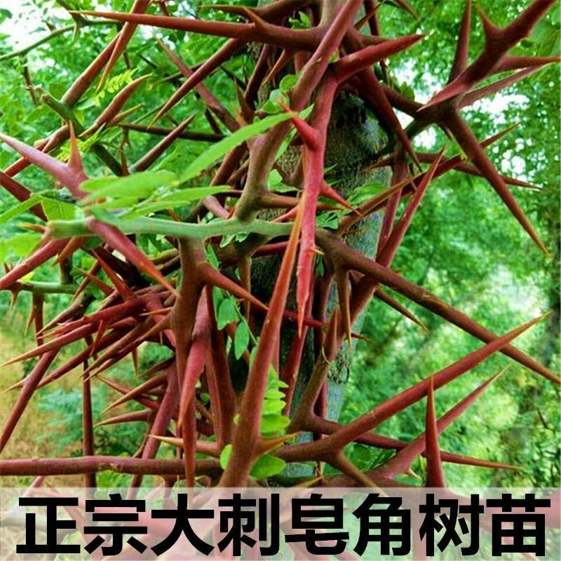 皂角苗，各种规格的都有价格优惠