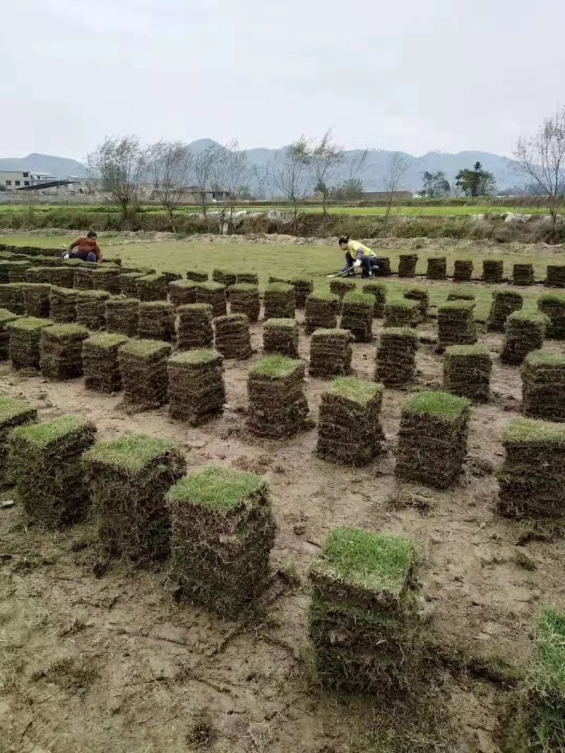 马尼拉草坪