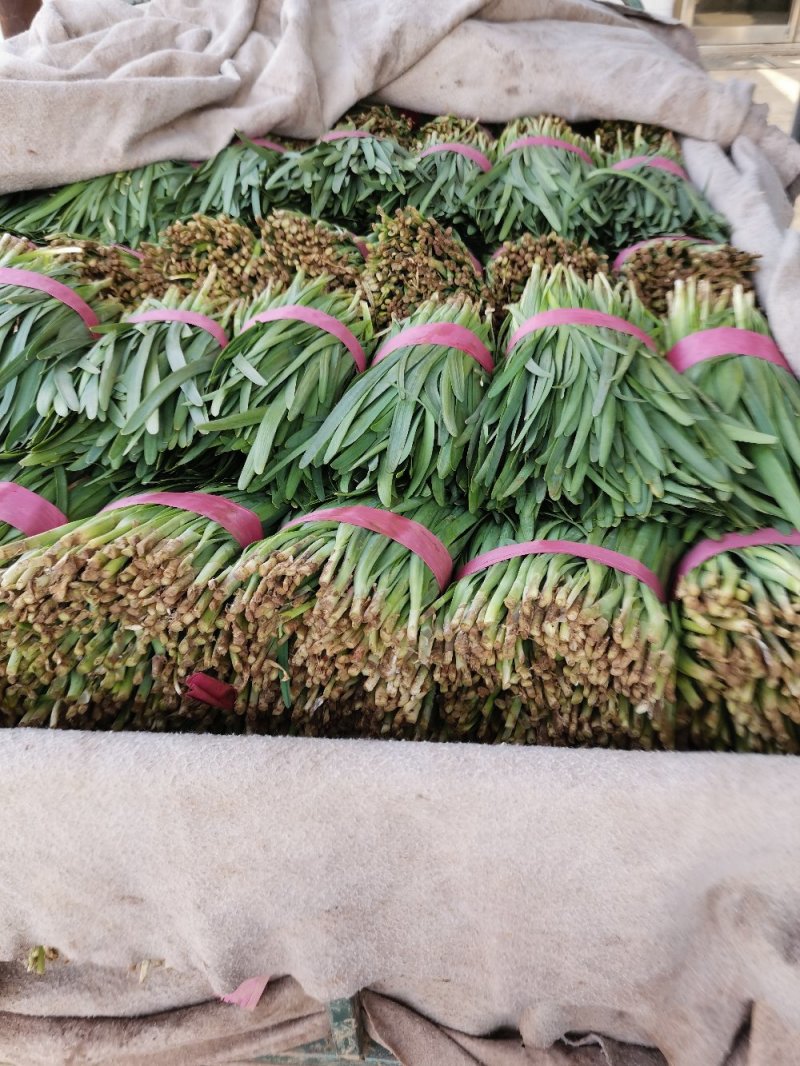 河南韭菜，万亩基地直销，质量保证，一手货源，代发全国各