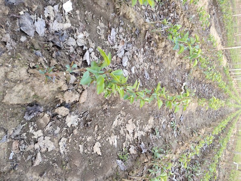 自己的基地出售彩叶豆梨芽苗都是杜梨嫁接成活率高