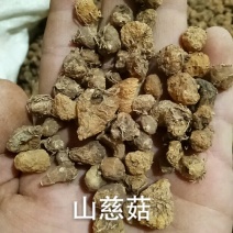 山慈菇毛慈菇茅茨菇干货各种中药材