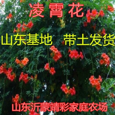 凌霄花苗爬藤植物凌霄苗抗寒爬藤高手美国爬藤凌霄花苗
