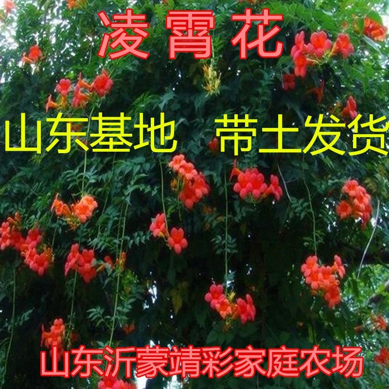 凌霄花苗爬藤植物凌霄苗抗寒爬藤高手美国爬藤凌霄花苗