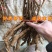 凌霄花苗爬藤植物凌霄苗抗寒爬藤高手美国爬藤凌霄花苗