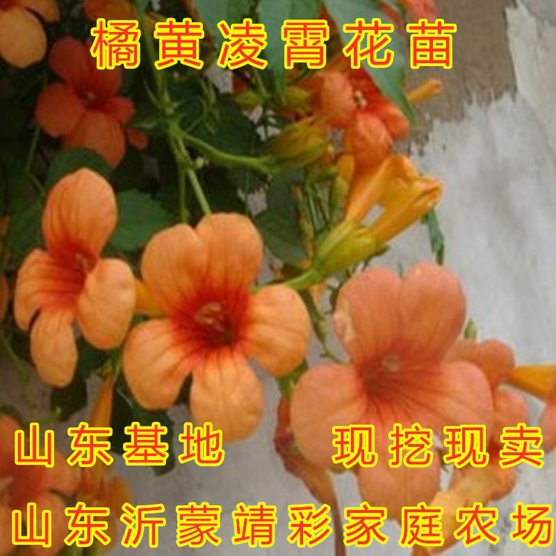 凌霄花苗爬藤植物凌霄苗抗寒爬藤高手美国爬藤凌霄花苗