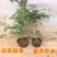 橘黄凌霄花苗美国凌霄花苗抗严寒爬藤植物凌霄花苗