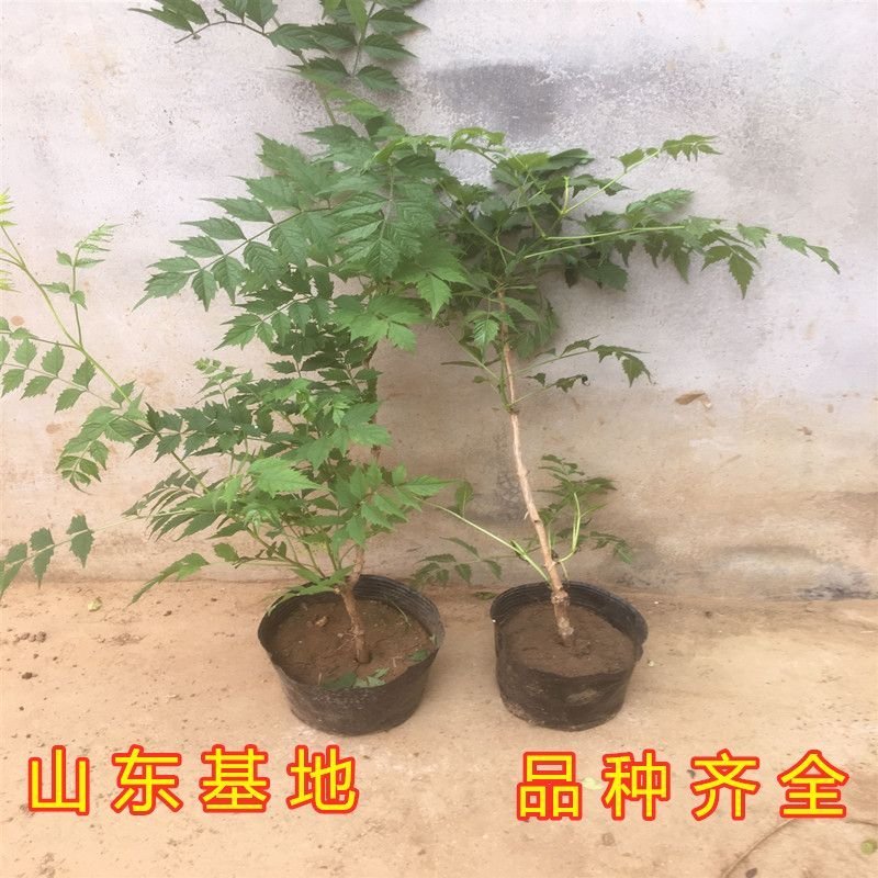 橘黄凌霄花苗美国凌霄花苗抗严寒爬藤植物凌霄花苗