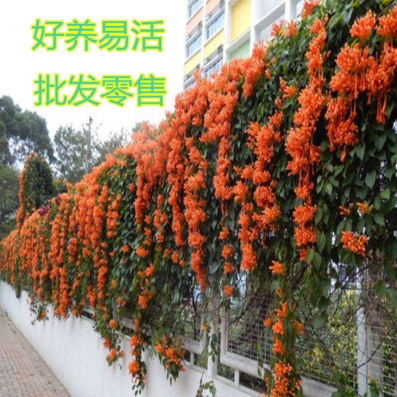 橘黄凌霄花苗美国凌霄花苗抗严寒爬藤植物凌霄花苗