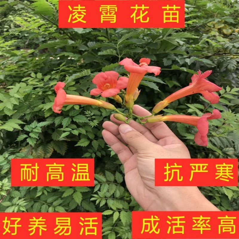 橘黄凌霄花苗美国凌霄花苗抗严寒爬藤植物凌霄花苗