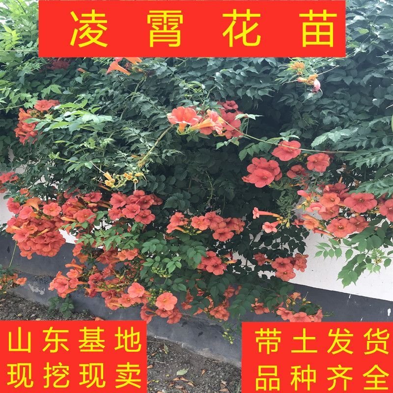 橘黄凌霄花苗美国凌霄花苗抗严寒爬藤植物凌霄花苗