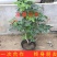 橘黄凌霄花苗美国凌霄花苗抗严寒爬藤植物凌霄花苗