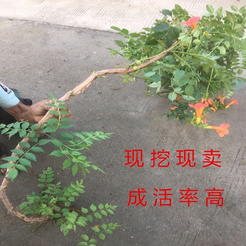 橘黄凌霄花苗美国凌霄花苗抗严寒爬藤植物凌霄花苗