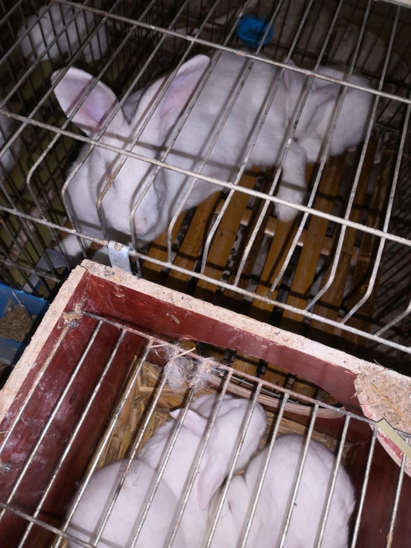 肉兔四川常年供应各种兔子