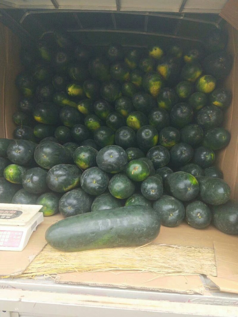 黑皮冬瓜