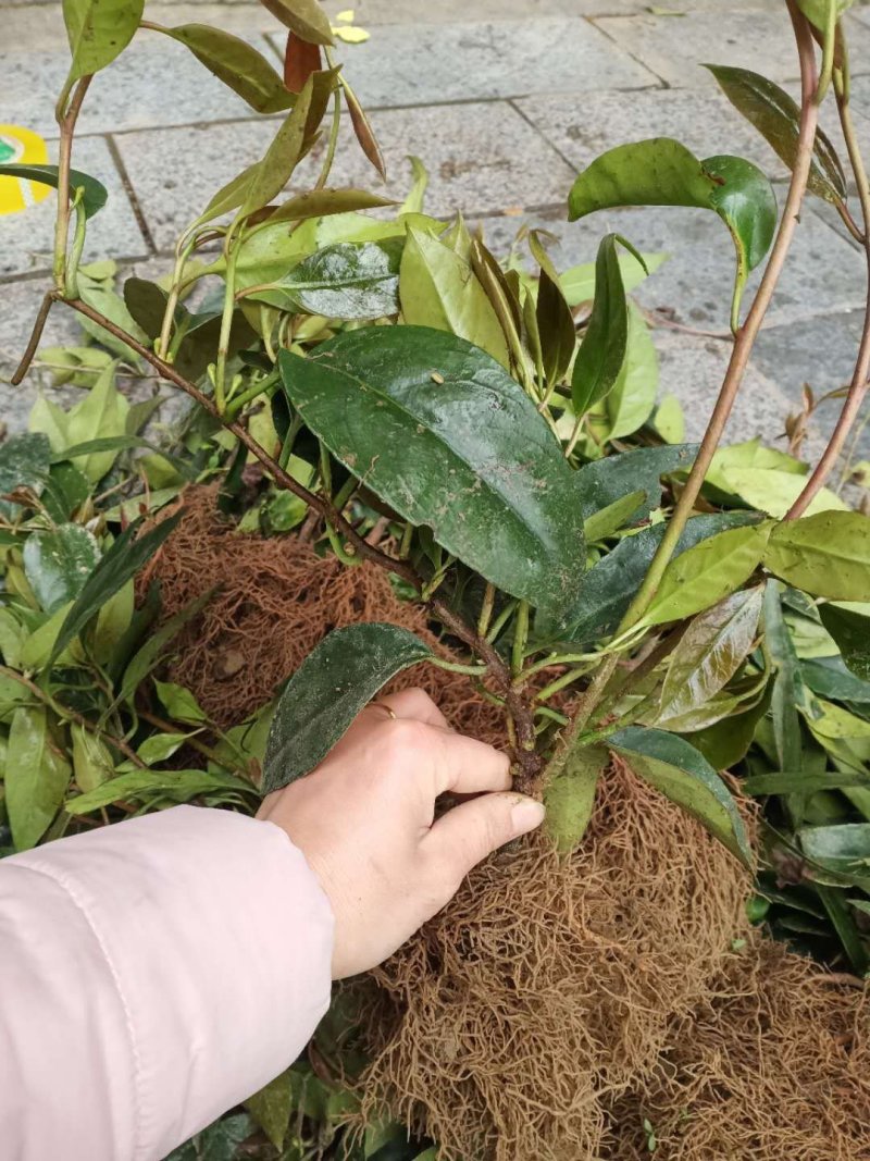 通道优质黑老虎布福娜苗，带盆带上发货