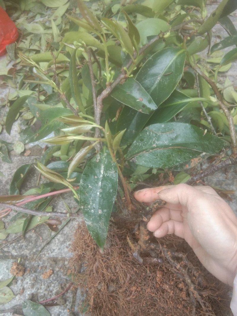通道优质黑老虎布福娜苗，带盆带上发货