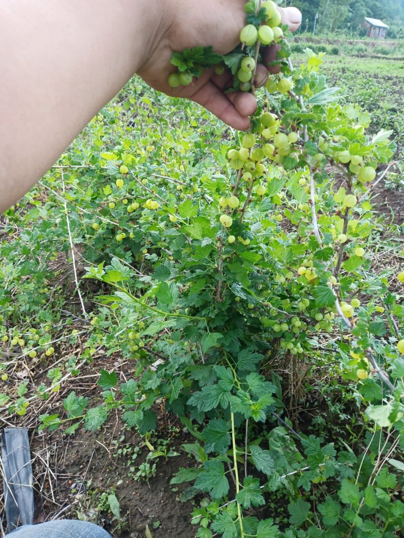 灯笼果苗，红醋栗苗，坠玉灯笼果，大果灯笼果苗当年结果苗