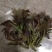 山西红油香椿芽